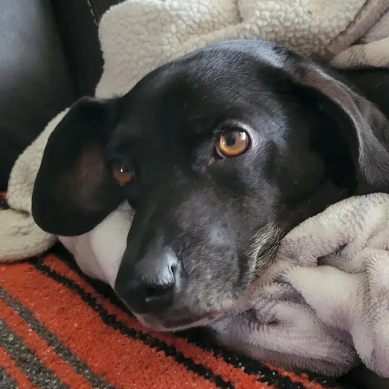 A senior small-sized male Black Wirehaired Dachshund dog named Ozzy for adoption in Bellingham, WA