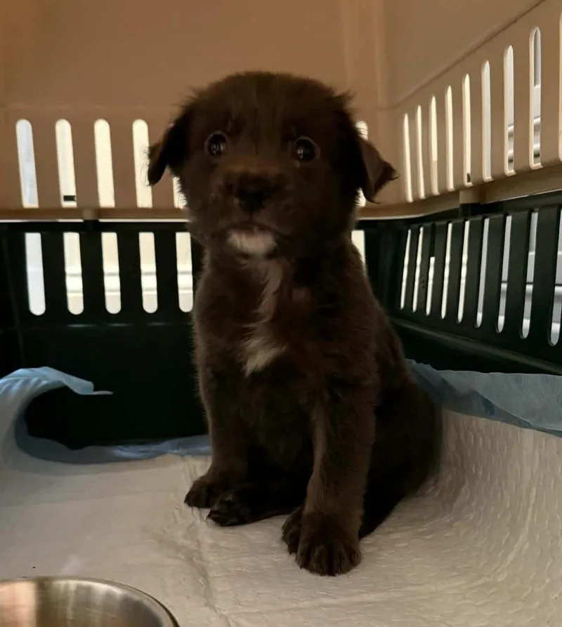 A baby small-sized female Tricolor (Brown, Black, & White) Australian Shepherd dog named Meena for adoption in WARNER ROBINS, GA