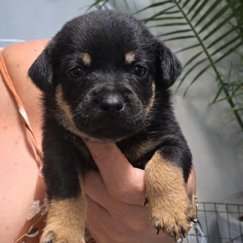 A baby small-sized male Black Terrier dog named Amado for adoption in San Diego, CA