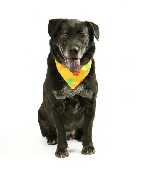 An adult medium-sized male Black Labrador Retriever dog named Goose for adoption in Eglin AFB, FL