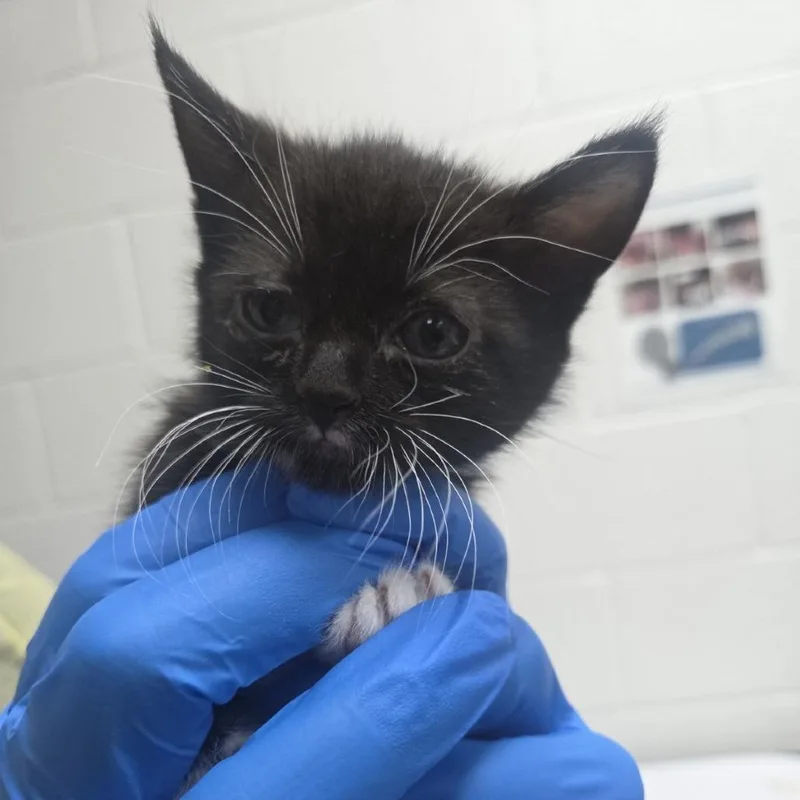 A baby small-sized male Black Domestic Short Hair cat named Crayon for adoption in Incline Village, NV