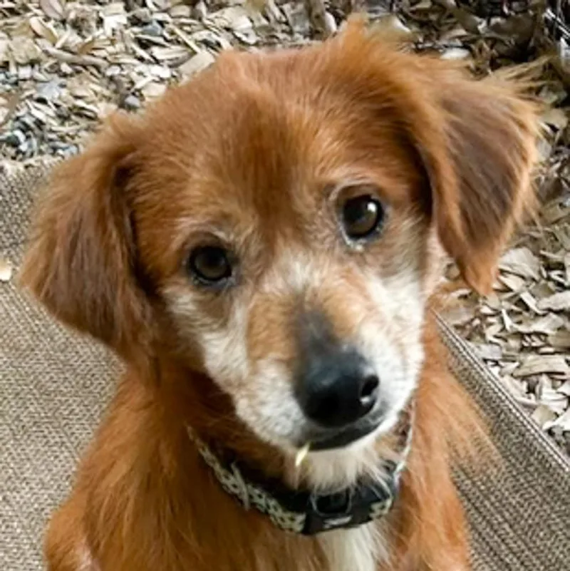 An adult small-sized male Red / Chestnut / Orange Spaniel dog named Red for adoption in Albany, NY