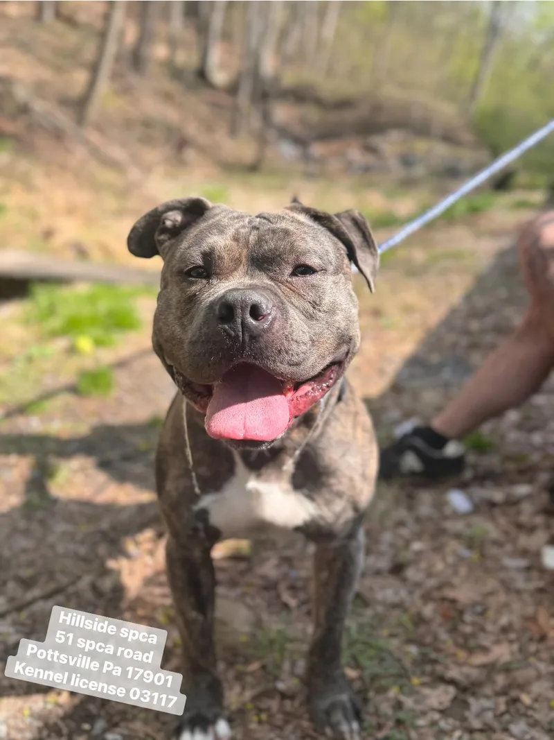 A young large-sized male Brindle American Bulldog dog named Guiness for adoption in Pottsville, PA