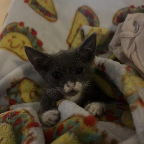 A baby small-sized female Domestic Short Hair cat named Pluto for adoption in Tampa, FL