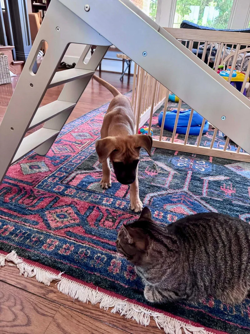 Riggs Mcsniffs thumbnail 3