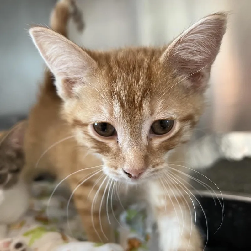 A baby small-sized female Orange / Red Domestic Short Hair cat named Naranja for adoption in Matteson, IL