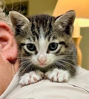 A baby medium-sized female Tabby (Brown / Chocolate) Domestic Short Hair cat named Polly for adoption in Winter Haven, FL