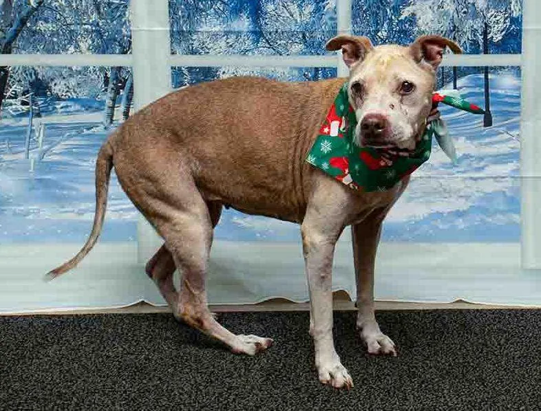 Poinsettia thumbnail 3