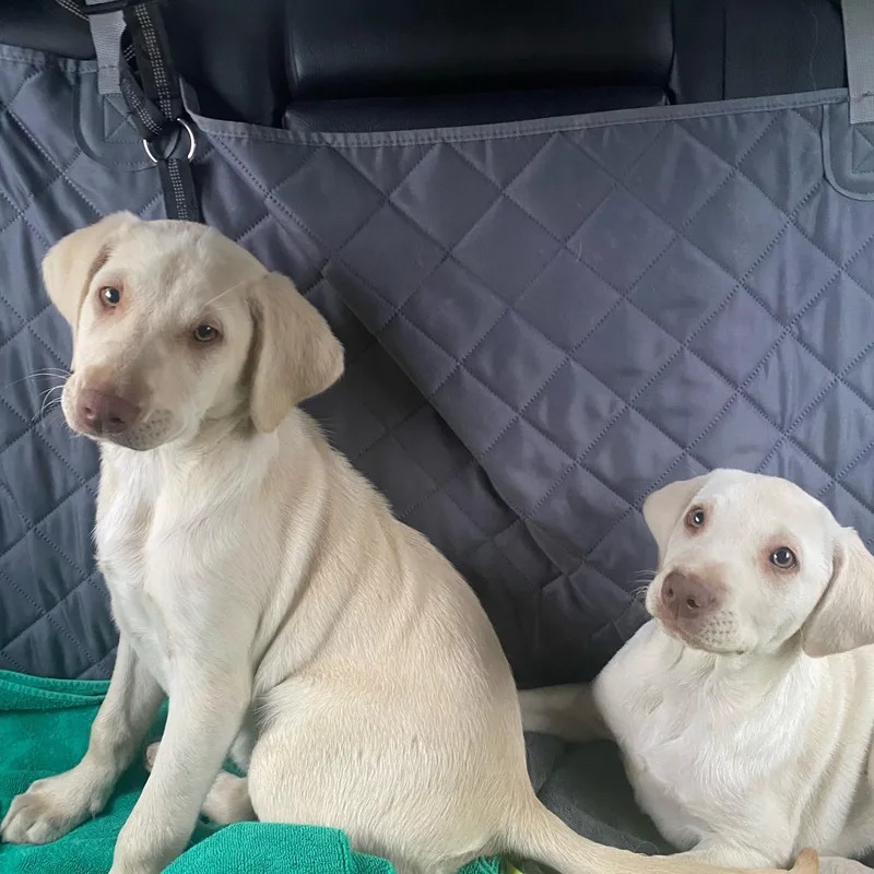 Roquefort thumbnail 2