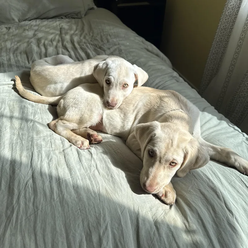 Roquefort thumbnail 3