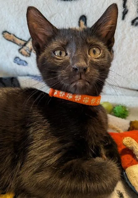 A baby medium-sized male Black Domestic Short Hair cat named Nacho for adoption in Indianapolis, IN