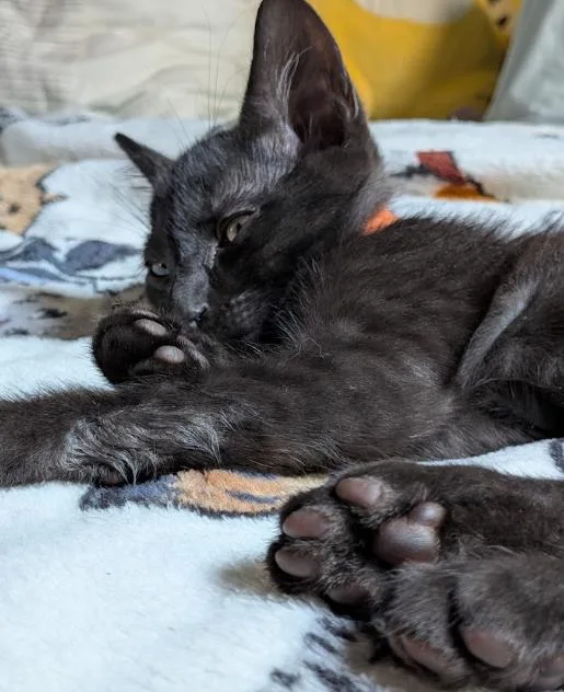 Nacho thumbnail 2