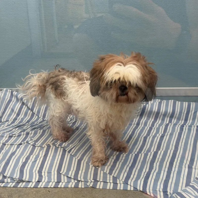 An adult small-sized female Yellow / Tan / Blond / Fawn Shih Tzu dog named Angel for adoption in Uniontown, PA