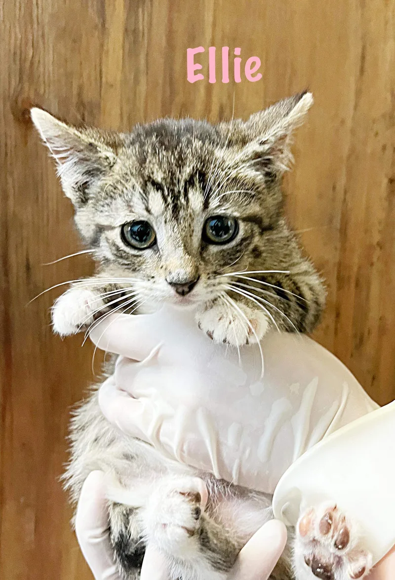 Ellie thumbnail 4