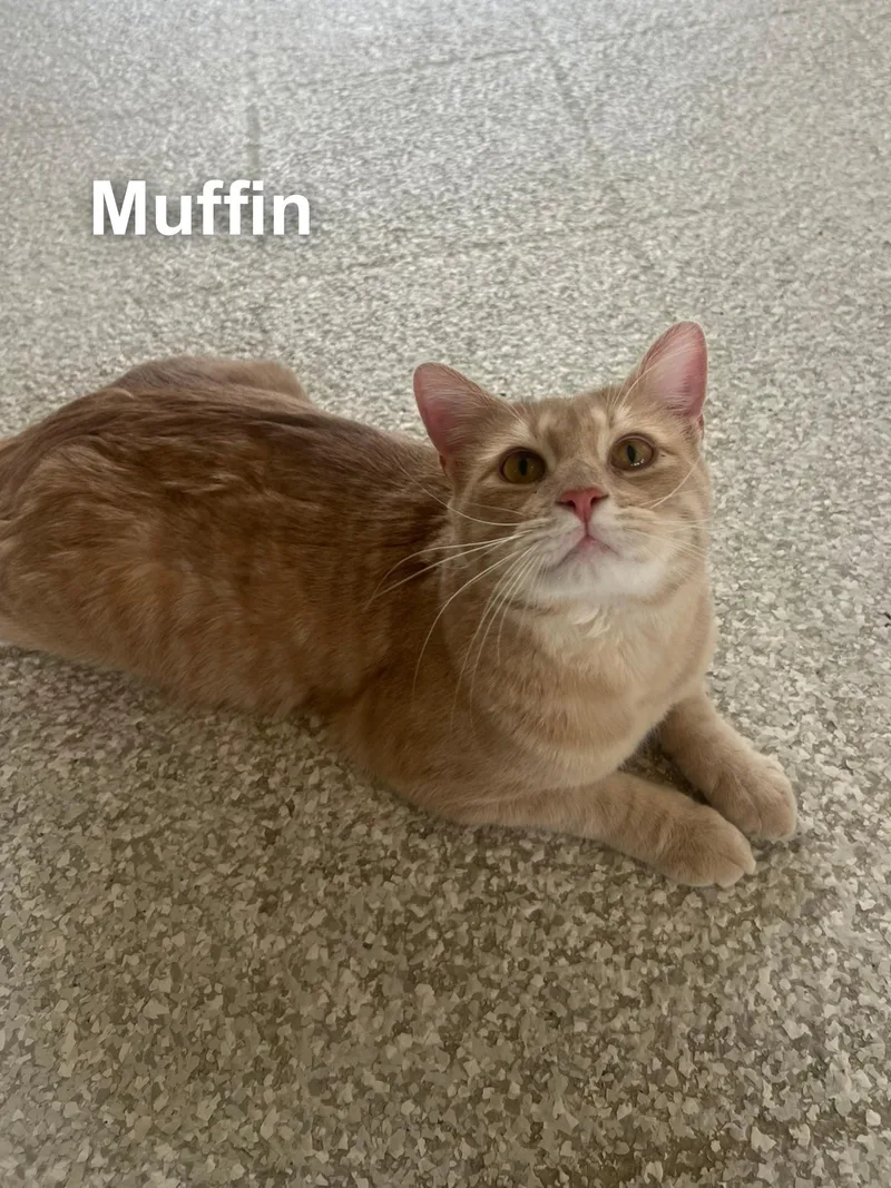 Muffin thumbnail 2
