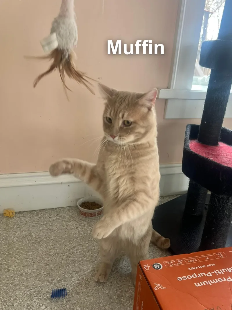 Muffin thumbnail 4