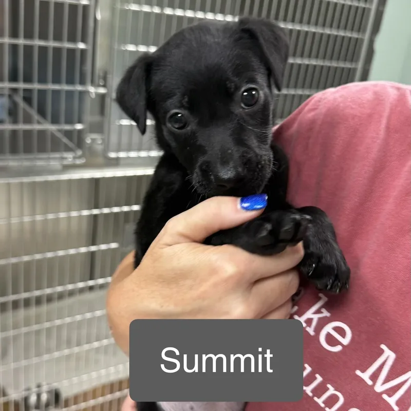 A baby medium-sized female Mixed Breed dog named Pipers Pups FEMALE for adoption in Minooka, IL