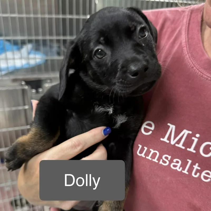 Pipers Pups FEMALE thumbnail 2