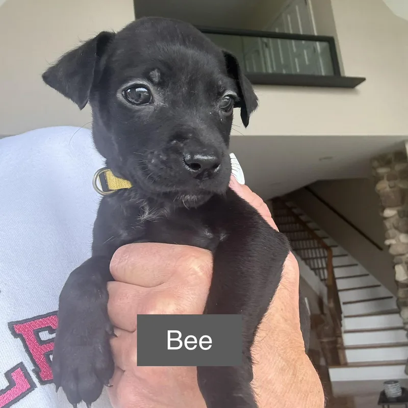 Pipers Pups FEMALE thumbnail 4