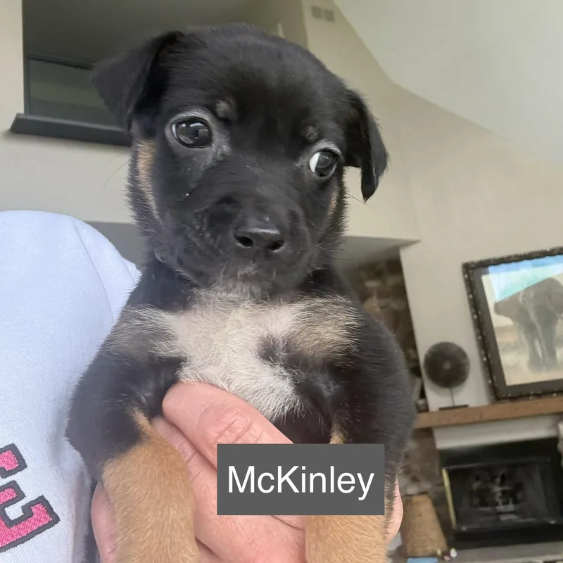 Pipers Pups FEMALE thumbnail 6