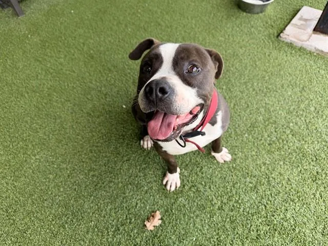 An adult large-sized male Pit Bull Terrier dog named Hot Rod for adoption in Garland, TX