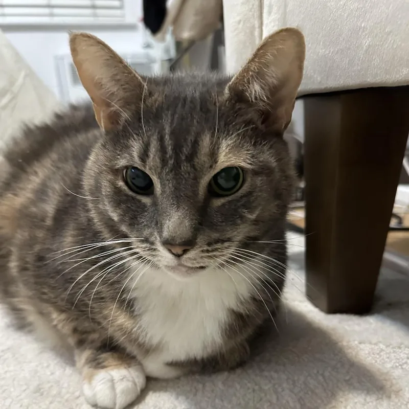 Jalapeno Popper thumbnail 2