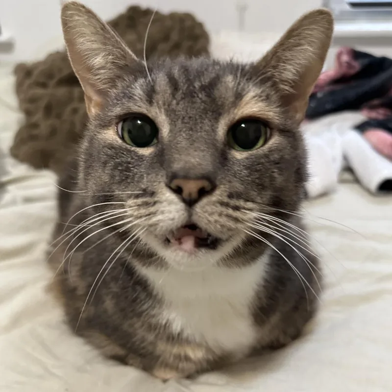 Jalapeno Popper thumbnail 3