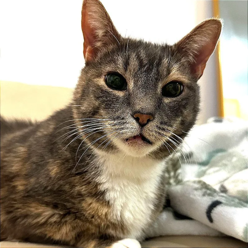 Jalapeno Popper thumbnail 5