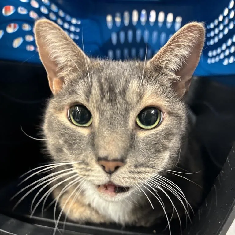 Jalapeno Popper thumbnail 6