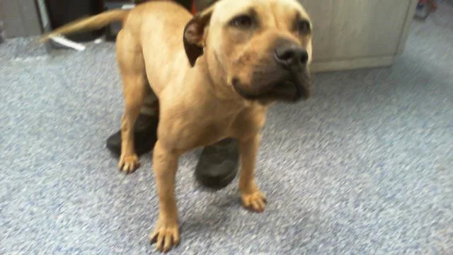 An adult medium-sized male Pit Bull Terrier dog named Blaze for adoption in Charlotte, NC