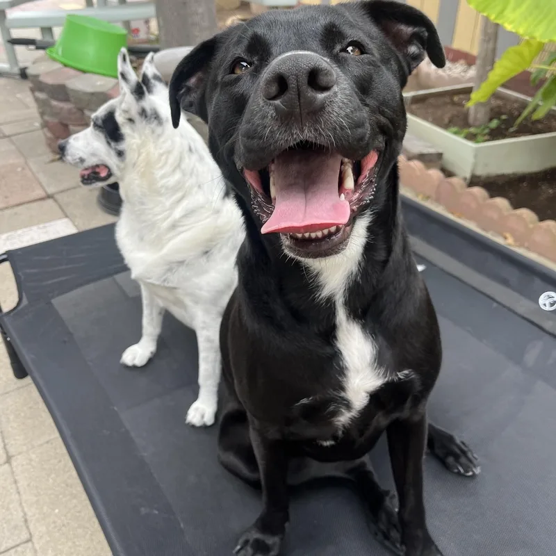 Maggie