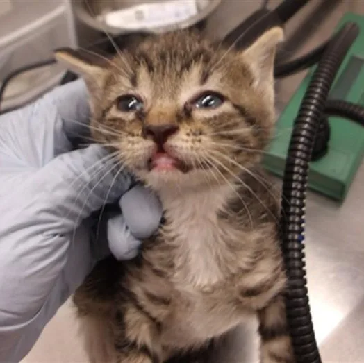 A baby medium-sized female Tabby (Brown / Chocolate) Domestic Short Hair cat named Zosia for adoption in Chicago, IL