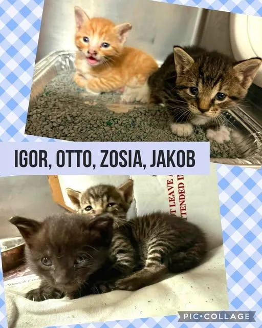 Zosia thumbnail 2