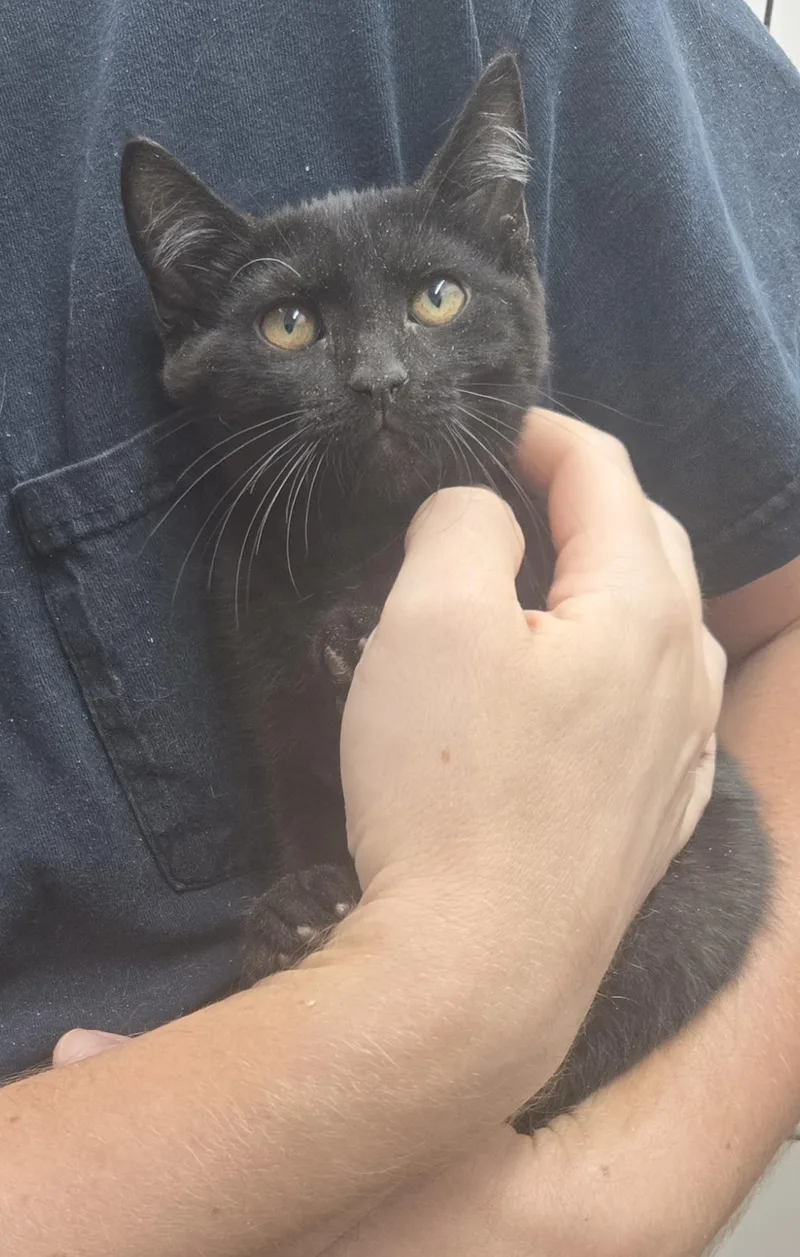 A young medium-sized female Black Domestic Short Hair cat named Lanai for adoption in Tyner, KY
