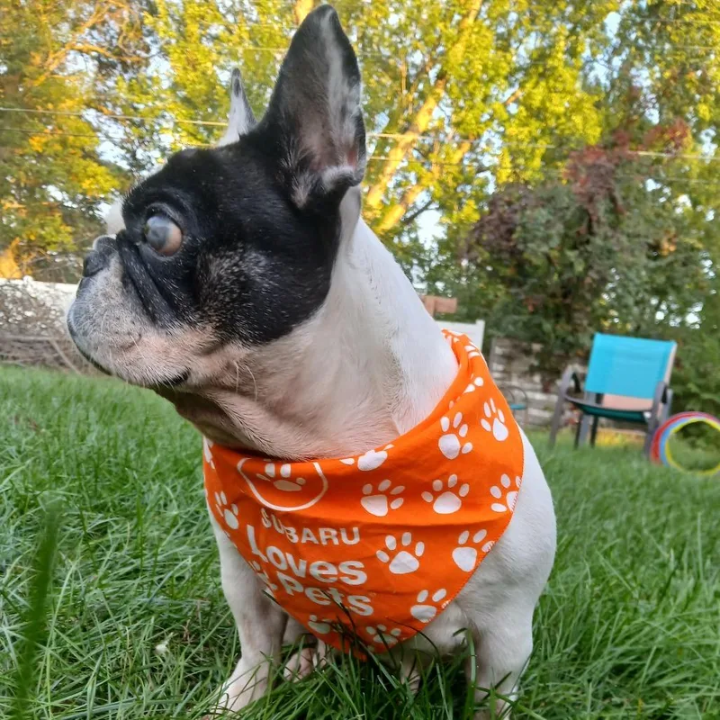 A senior medium-sized female French Bulldog dog named Gnocchi for adoption in Minneapolis, MN