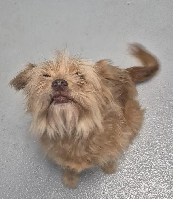 A young small-sized female Terrier dog named Pen Janice for adoption in Lawrenceville, GA
