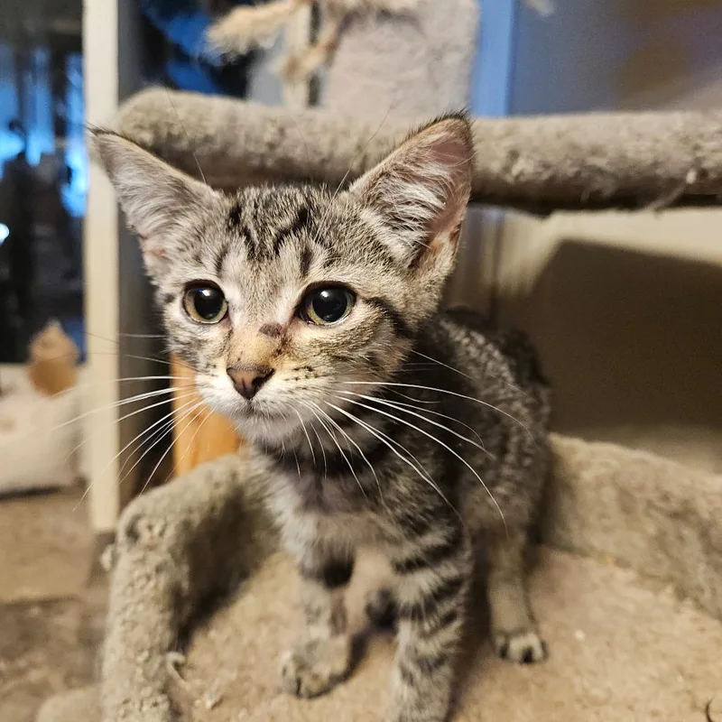 A baby small-sized male Brown / Chocolate Domestic Short Hair cat named Axle for adoption in Ringtown, PA