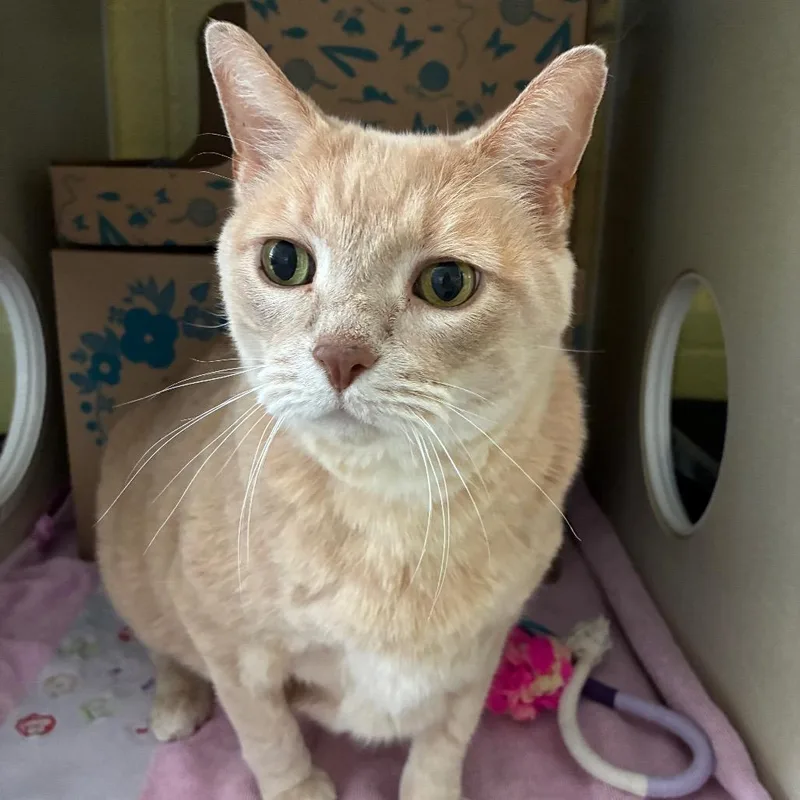 A senior extra large-sized male Domestic Short Hair cat named Butterscotch for adoption in West Olive, MI