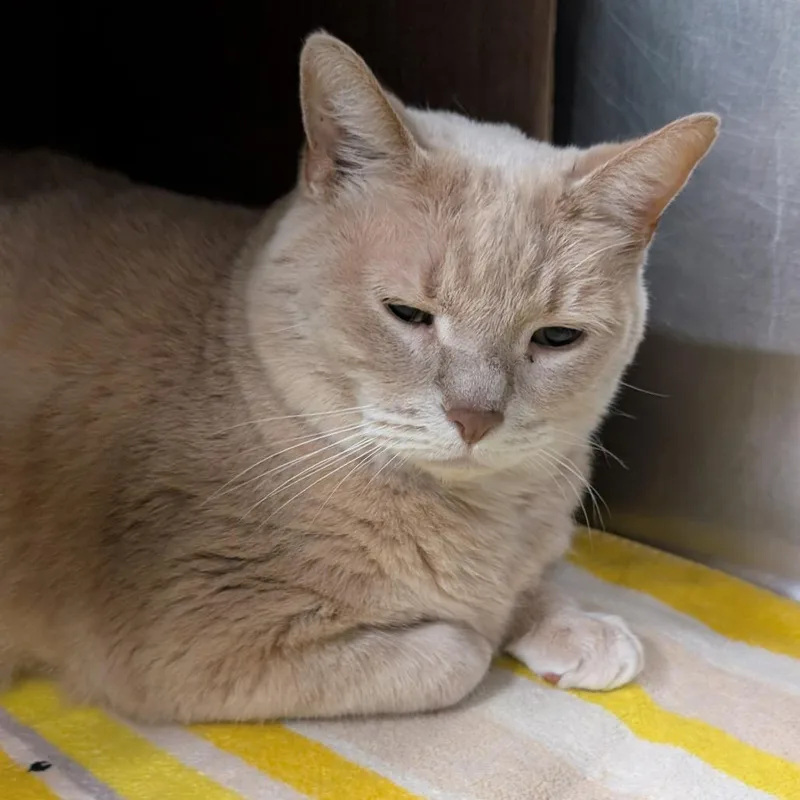 Butterscotch thumbnail 2