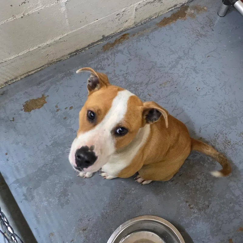 An adult medium-sized female Yellow / Tan / Blond / Fawn Mixed Breed dog named Quinn for adoption in Duncan, OK