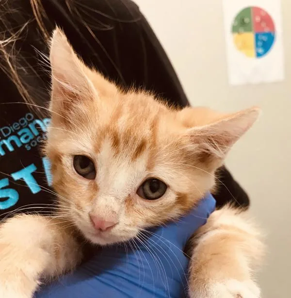 An adult medium-sized male Domestic Short Hair cat named Pumpkin for adoption in San Diego, CA