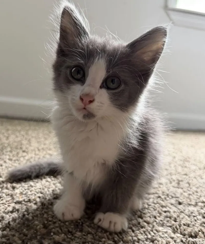 A baby small-sized male Gray & White Domestic Medium Hair cat named Curious George for adoption in Clarksville, TN