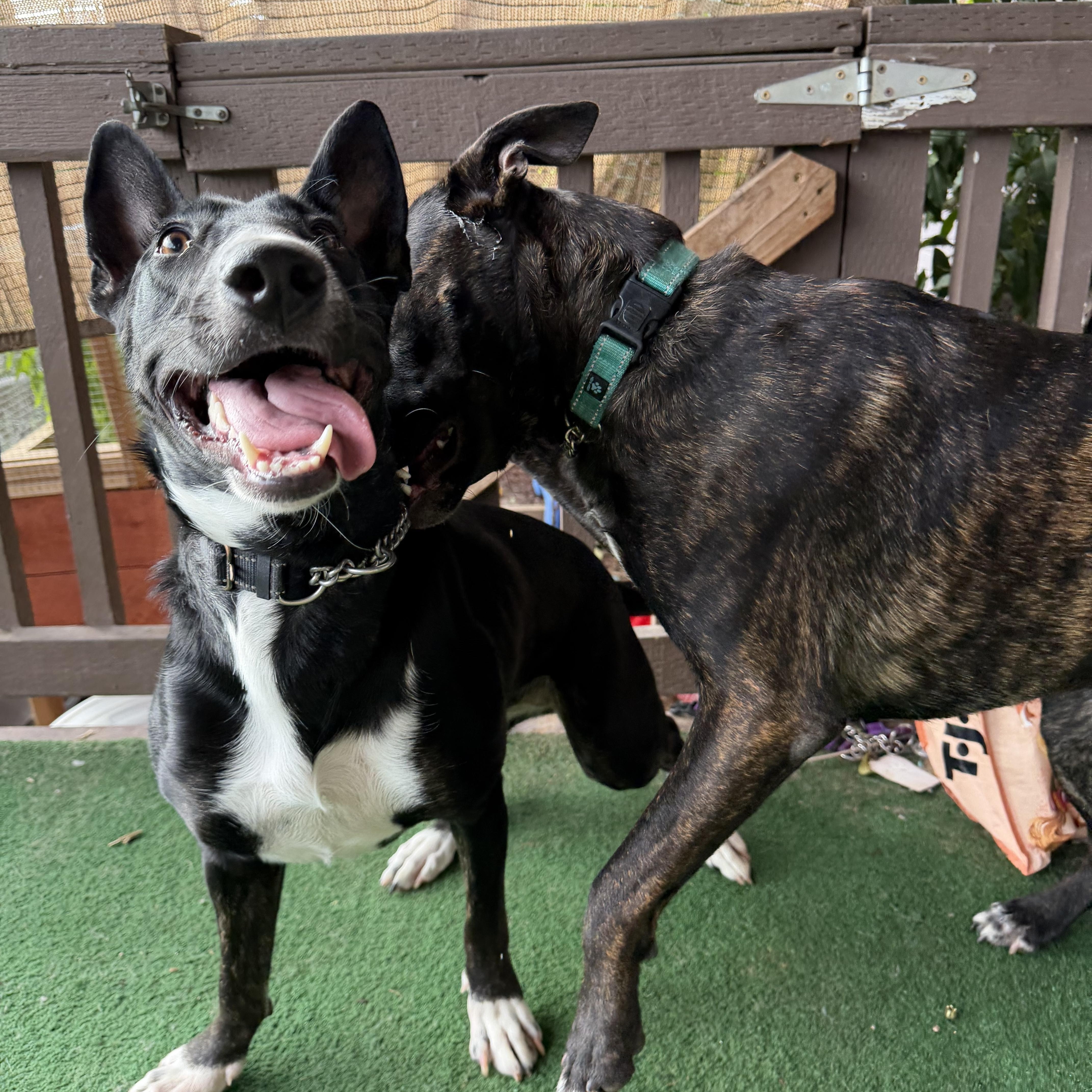 An adult medium-sized female Bull Terrier dog named Sansa for adoption in Whittier, CA