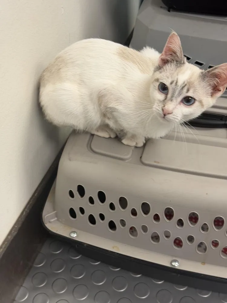A baby small-sized male Siamese cat named Stitch for adoption in Albany, WI