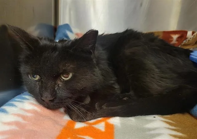 A senior medium-sized female Domestic Short Hair cat named Pudding for adoption in West Valley City, UT