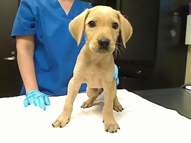 A baby large-sized male Poodle dog named Birthday Bear for adoption in Cookeville, TN