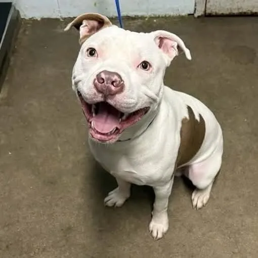 A young medium-sized male Tricolor (Brown, Black, & White) Pit Bull Terrier dog named Sully A for adoption in Silsbee, TX