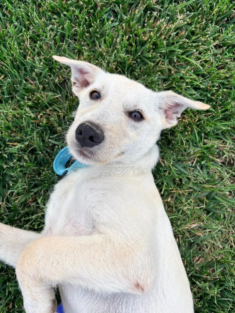 A baby medium-sized male Mixed Breed dog named Pablo for adoption in Morgantown, KY