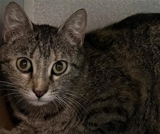 A young medium-sized female Domestic Short Hair cat named Gamora for adoption in Dallas, TX