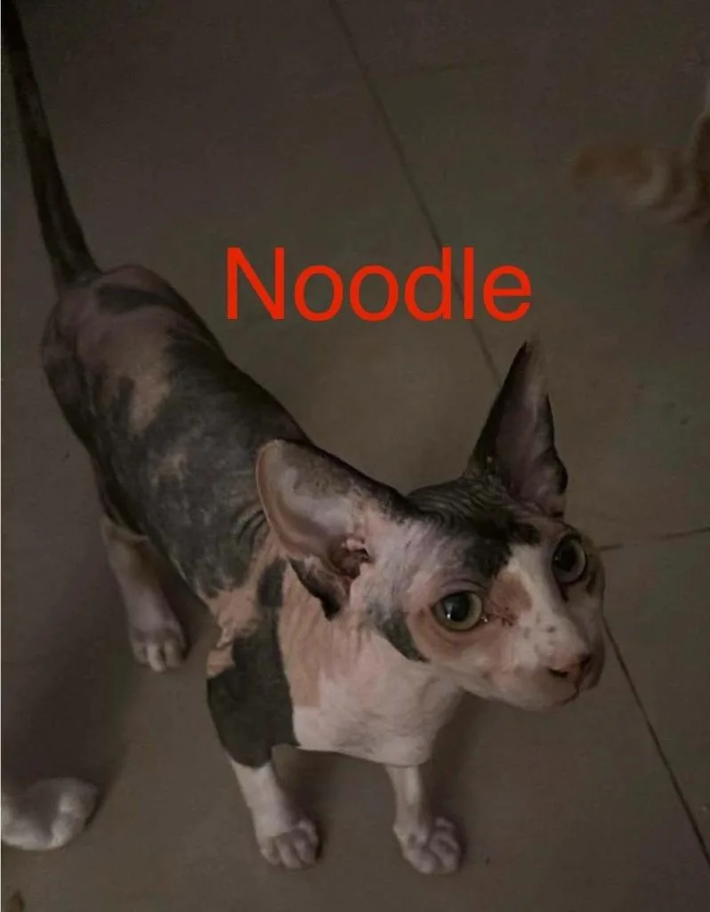A baby large-sized female Sphynx / Hairless Cat cat named Noodle for adoption in San Jacinto, CA